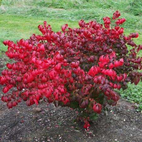 Ožekšnis, paprastasis 'Compactus' /euonymus europaeus/ - P9 kont.