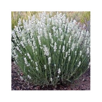 Levanda, tikroji "Alba"/lavandula angustifolia/ - P9 kont.