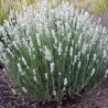 Lavanda, šaurlapu "Alba"/lavandula angustifolia/ - P9 kont.