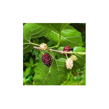 Zīdkoks, baltais /Morus Alba/ - P9 kont.