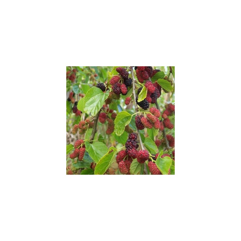 Šilkmedis, baltasis /Morus Alba/ - P9 kont.