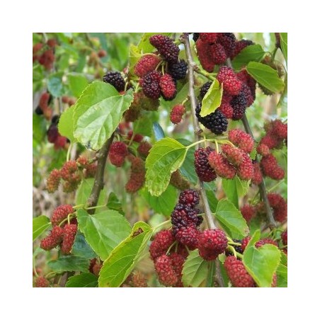 Šilkmedis, baltasis /Morus Alba/ - P9 kont.