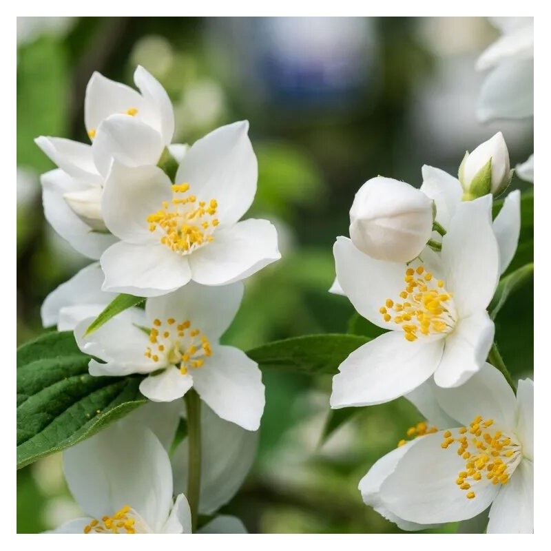 Filadelfs - jasmīns "Kalina" /Philadelphus/- P9 kont.