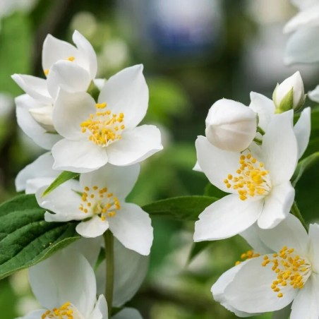 Filadelfas – jazminas "Kalina" /Philadelphus/- P9 kont.