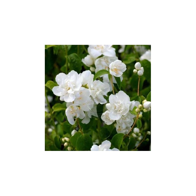 Filadelfs - jasmīns "Rosace" /Philadelphus/- P9 kont.