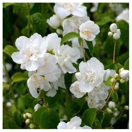 Filadelfas – jazminas "Rosace" /Philadelphus/- P9 kont.