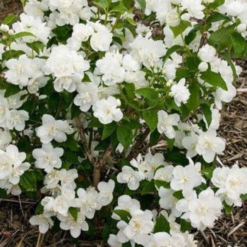 Filadelfas – jazminas "Rosace" /Philadelphus/- P9 kont.