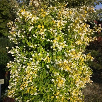 Filadelfs - jasmīns "Yellow Hill" /Philadelphus/- P9 kont.