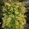 Filadelfs - jasmīns "Yellow Hill" /Philadelphus/- C2,5 kont.