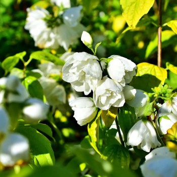 Filadelfs - jasmīns "Yellow Hill" /Philadelphus/- P9 kont.