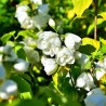 Filadelfs - jasmīns "Yellow Hill" /Philadelphus/- C2,5 kont.