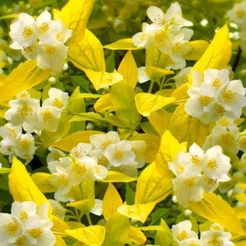 Filadelfs - jasmīns "Yellow...