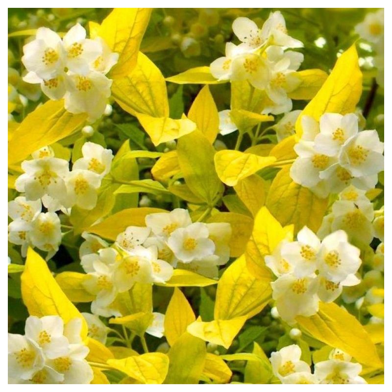Filadelfas – jazminas "Yellow Hill" /Philadelphus/- P9 kont.