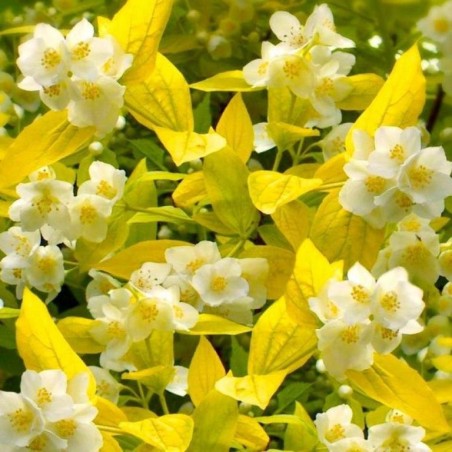Filadelfs - jasmīns "Yellow Hill" /Philadelphus/- P9 kont.