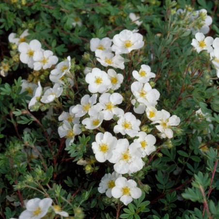 Klinšrozīte, parastā 'Abbotswood' /Potentilla fruticosa/ - P9 kont.