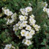 Klinšrozīte, parastā 'Abbotswood' /Potentilla fruticosa/ - P9 kont.