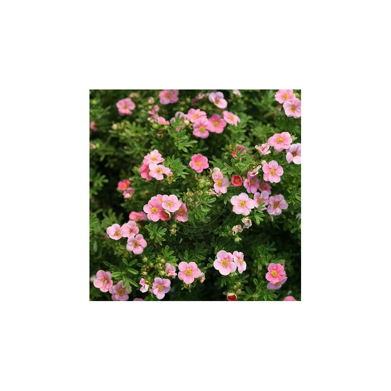 Klinšrozīte, parastā 'True Pink' /Potentilla fruticosa/ - P9 kont.