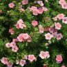 Klinšrozīte, parastā 'True Pink' /Potentilla fruticosa/ - P9 kont.