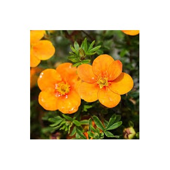 Klinšrozīte, parastā 'Orange Star' /Potentilla fruticosa/ - P9 kont.
