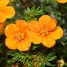 Sidabražolė, krūminė 'Orange Star' /Potentilla fruticosa/ - P9 kont.