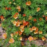 Klinšrozīte, parastā 'Orange Star' /Potentilla fruticosa/ - P9 kont.