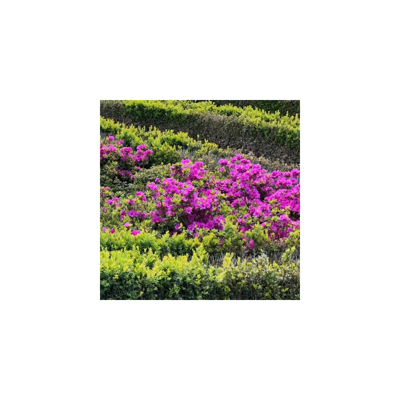 Semi Azalea Japonica Geisha Viola - Pianta Ornamentale Da Giardino