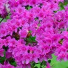 Acālija, Japānas "Geisha Purple" /Azalea japonica/ - P9 kont.