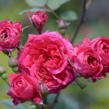 Roze, vīteņroze 'Alexander...