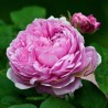 Roze, krūmroze 'Jacques Cartier' /rosa/ - P9 kont.