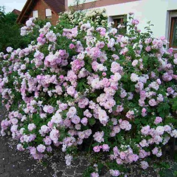 Roze, krūmroze 'Jacques Cartier' /rosa/ - P9 kont.