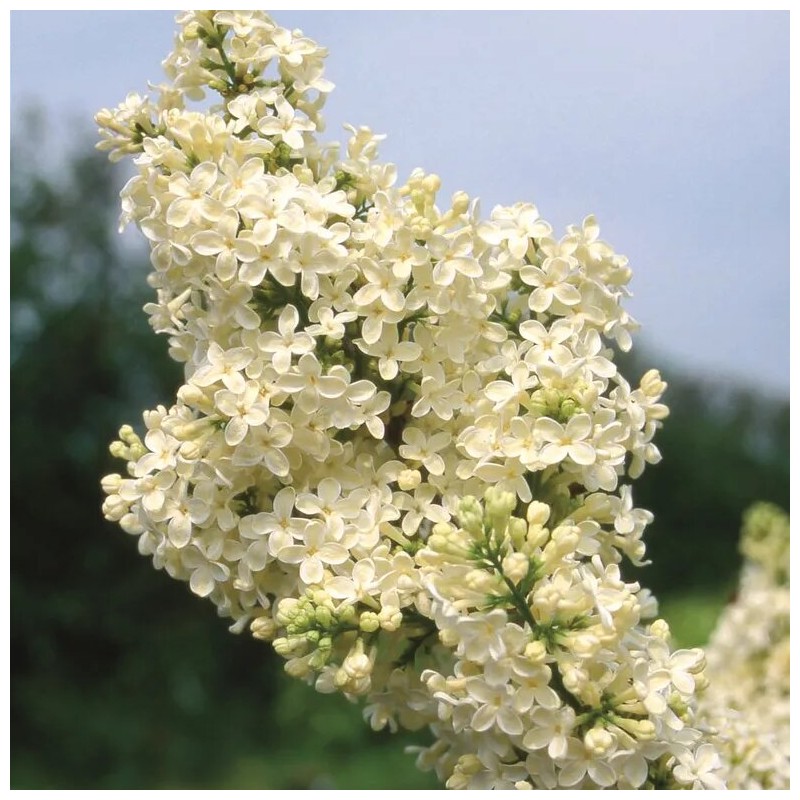 Alyva 'Primrose' /Syringa vulgaris/ - C7.5 kont.