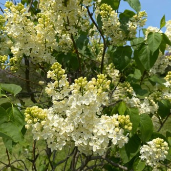 Alyva 'Primrose' /Syringa vulgaris/ - C7.5 kont.