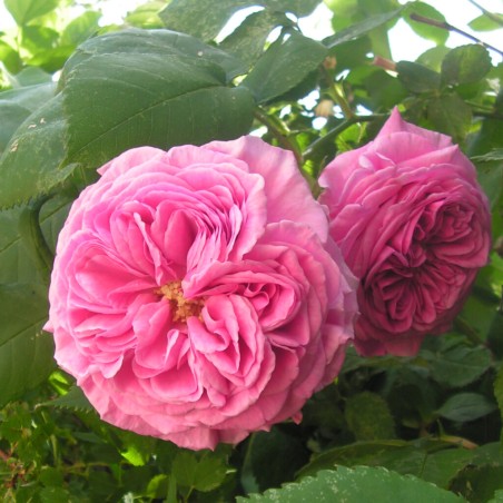 Roze 'Koszuty' /rosa/ - P9 kont.