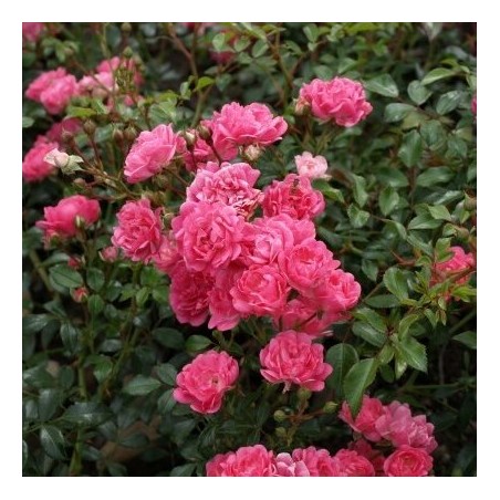 Roze, poliantroze "Pink Fairy" /rosa/ - P9 Kont.