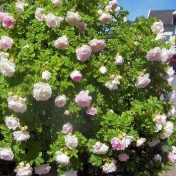 Rožė 'Rītausma' /rosa rugosa/ - P9 Kont.