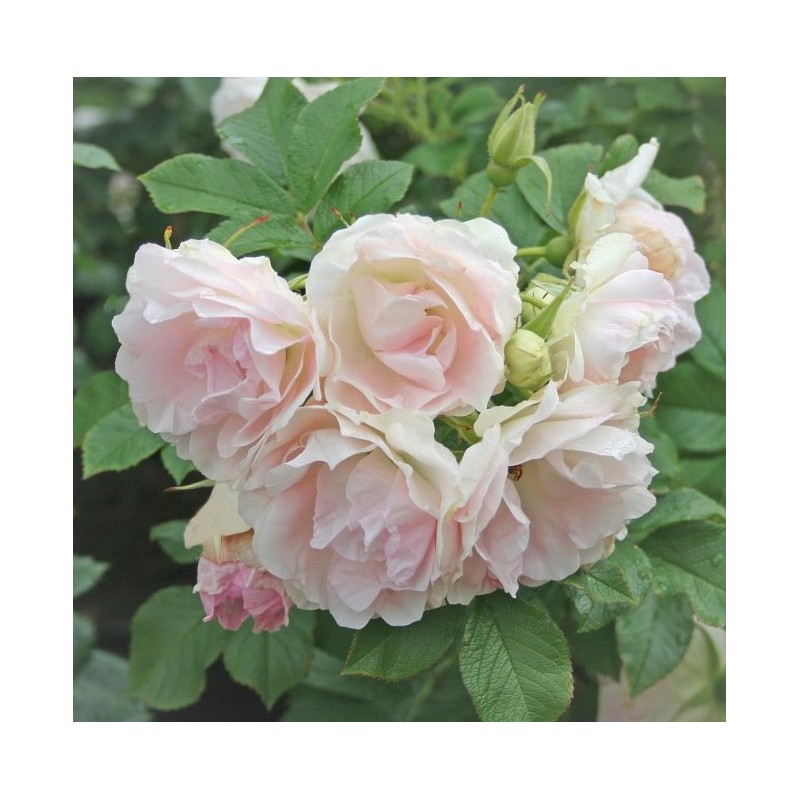 Rožė 'Rītausma' /rosa rugosa/ - P9 Kont.