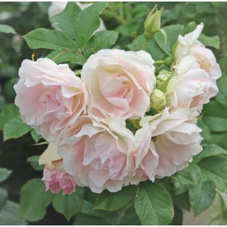 Rožė 'Rītausma' /rosa rugosa/ - P9 Kont.