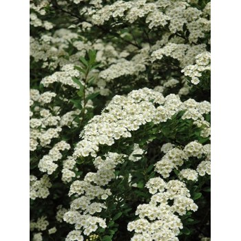 Spireja, niponas "Snowmound" /spiraea nipponica/ - P9 kont.
