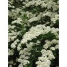 Lanksva, niponinė "Snowmound" /spiraea nipponica/ - P9 kont.