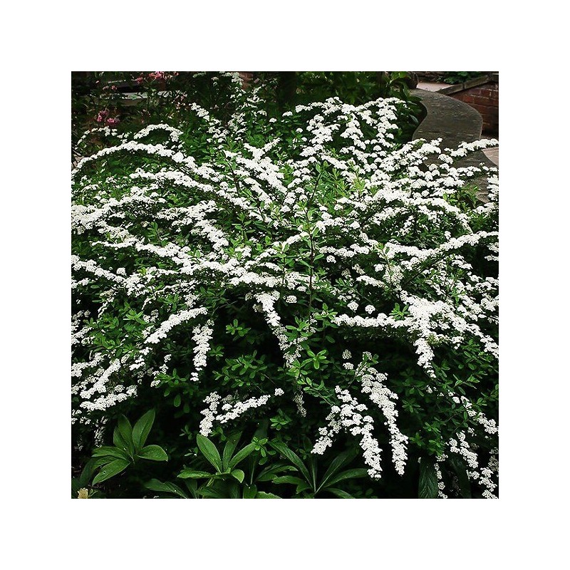 Spireja, niponas "Snowmound" /spiraea nipponica/ - P9 kont.