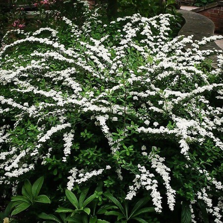 Spireja, niponas "Snowmound" /spiraea nipponica/ - P9 kont.