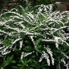 Spireja, niponas "Snowmound" /spiraea nipponica/ - P9 kont.