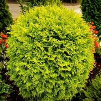 Tūja, rietumu 'Golden...