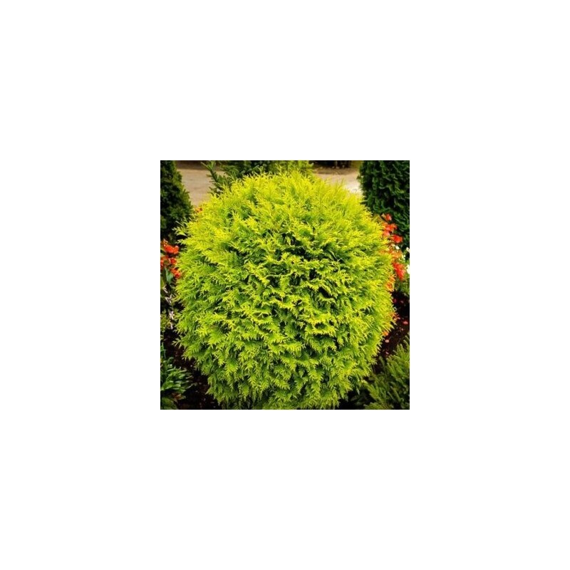 Tūja, rietumu 'Golden Globe'/Thuja occidentalis/ - P9 kont.