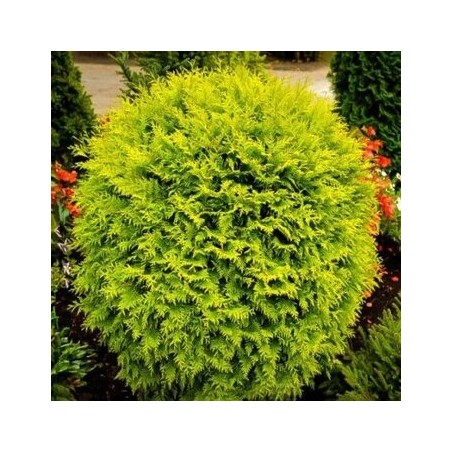 Tūja, rietumu 'Golden Globe'/Thuja occidentalis/ - P9 kont.