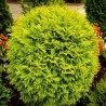 Tūja, rietumu 'Golden Globe'/Thuja occidentalis/ - P9 kont.