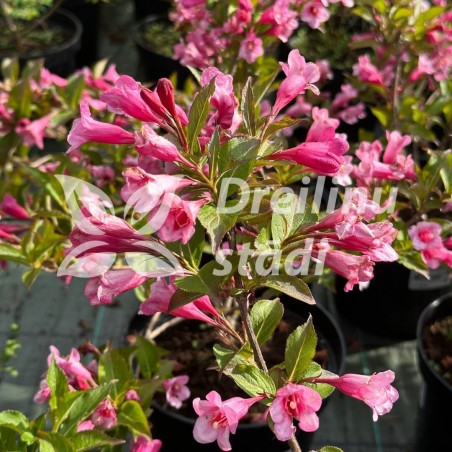 Veigelė 'Minuet' /Weigela florida/ - P9 Kont.