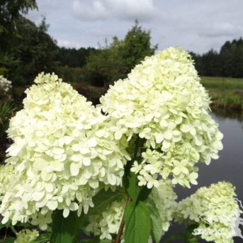 Hortenzija, skarainā 'Rastede' /Hydrangea paniculata/ - P9 kont.