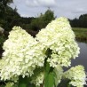 Hortenzija, skarainā 'Rastede' /Hydrangea paniculata/ - P9 kont.