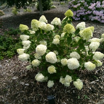 Hortenzija, šluotelinė 'Rastede' /Hydrangea paniculata/ - P9 kont.